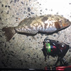 アイナメ引き強い