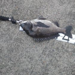 のっこみ目当て