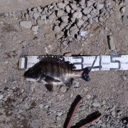 4/5釣果カンダイチヌメバルガシラアジグレフグ