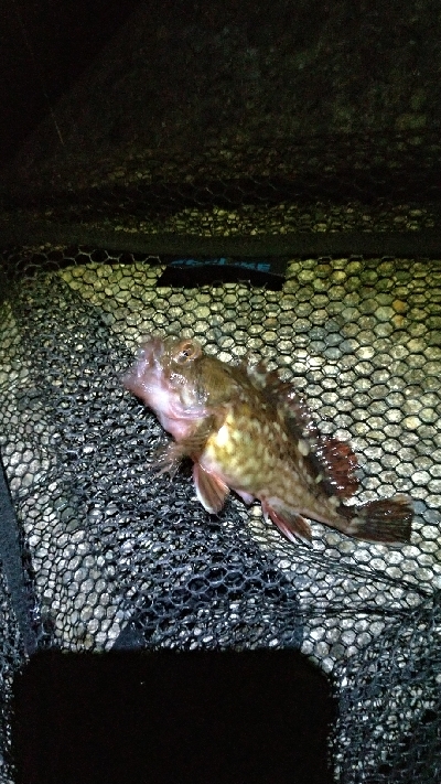 アジメバたぬき