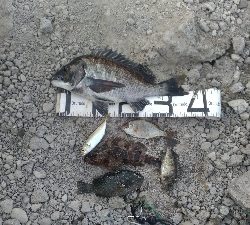 4/11釣果チヌタケノコアジグレメバルガシラタナゴ