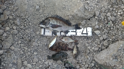 4/11釣果チヌタケノコアジグレメバルガシラタナゴ