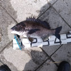 4/18釣果チヌタチウオサバアジガシラカンダイボラベラ