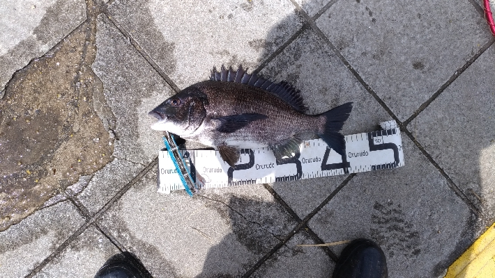 4/18釣果チヌタチウオサバアジガシラカン…