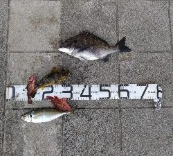 4/25釣果尺アジ結構釣れました！チヌガシラサバフグ