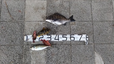 4/25釣果尺アジ結構釣れました！チヌガシラサバフグ