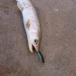 恐らく住んでいる地域最速でのキャッチ