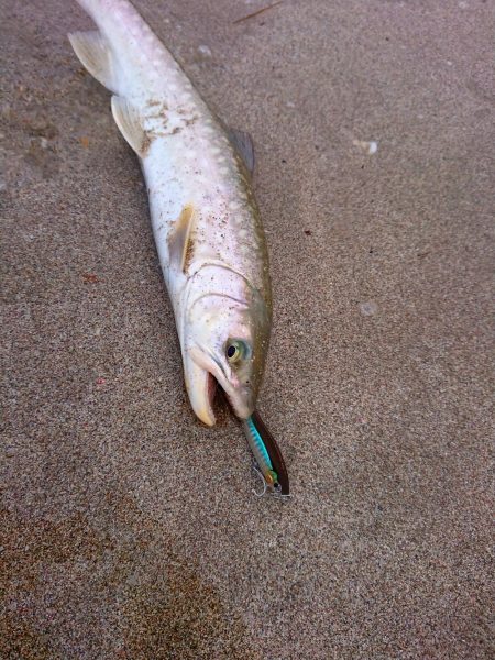 恐らく住んでいる地域最速でのキャッチ