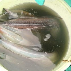 大中ヤリイカ30杯　