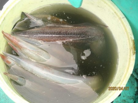 大中ヤリイカ30杯　