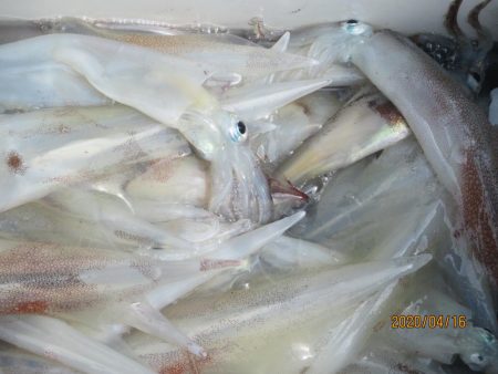 ヤリイカ73杯　好釣でした(^_-)-☆