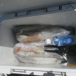 ヤリイカ40～110杯　好釣(^_-)-☆