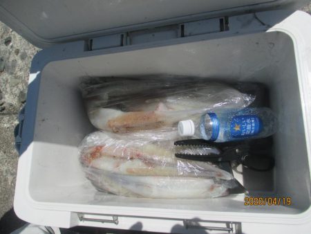 ヤリイカ40～110杯　好釣(^_-)-☆