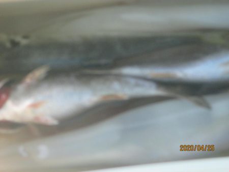 黒ムツ　ヤリイカ　釣れたよ(^^)/