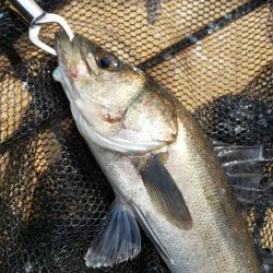 ちょっとだけ行ってきました　～さざなみ公園～