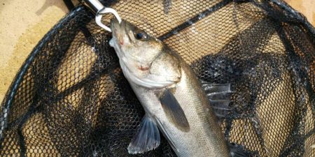 ちょっとだけ行ってきました　～さざなみ公園～