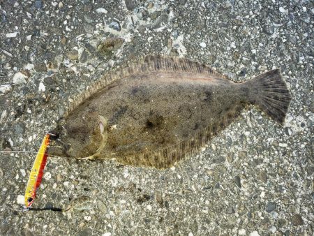 夕まずめでヒラメ