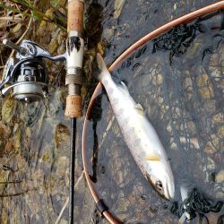 ヤマメちょいと！