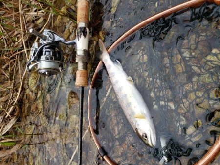 ヤマメちょいと！