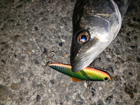 シーバス・リベンジ