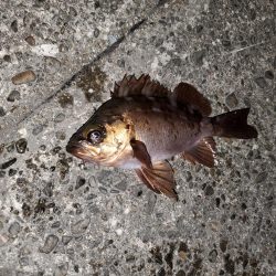 デカメバル、記録更新!