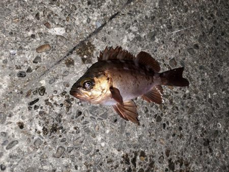 デカメバル、記録更新!