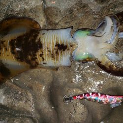 ナイトエギング