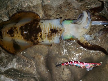 ナイトエギング