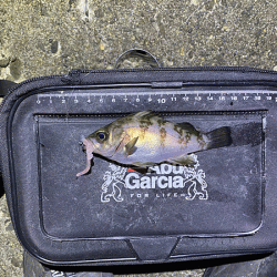 高砂メバリング(2020-8)