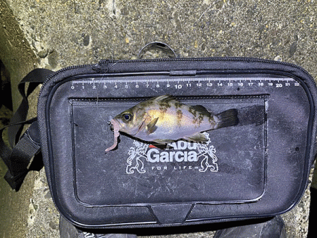 高砂メバリング(2020-8)