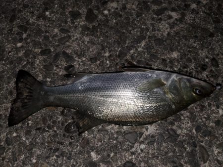 前回の大きさまではいかないが…