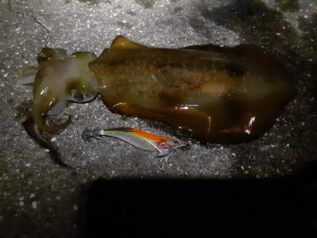 折れた竿でまさかの...