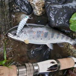 またまた、雨。でも止められません‼️