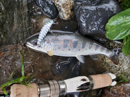 またまた、雨。でも止められません‼️