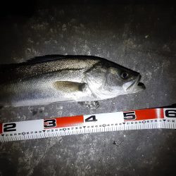 雨降り前にメバリング