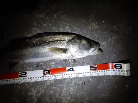 雨降り前にメバリング