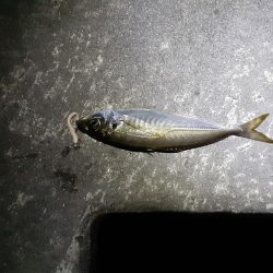 爆風予報ですがメバリング