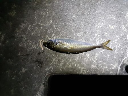 爆風予報ですがメバリング