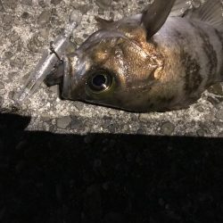 近場でプラッキング