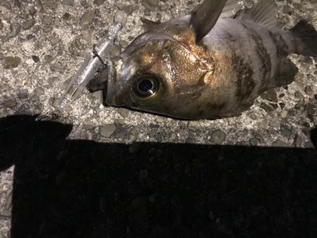 近場でプラッキング