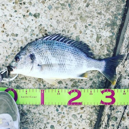 散歩タイムキビレ