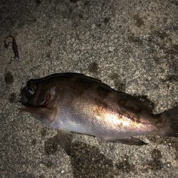 ちっさいメバル