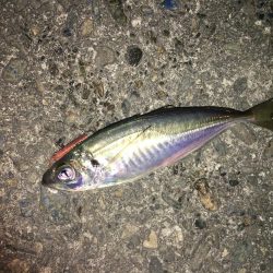 ひっそりアジング