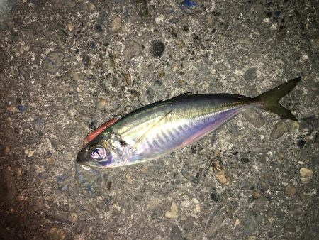 ひっそりアジング