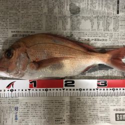 オフショア釣果