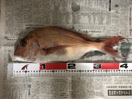 オフショア釣果