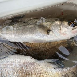 いっぱい釣れた