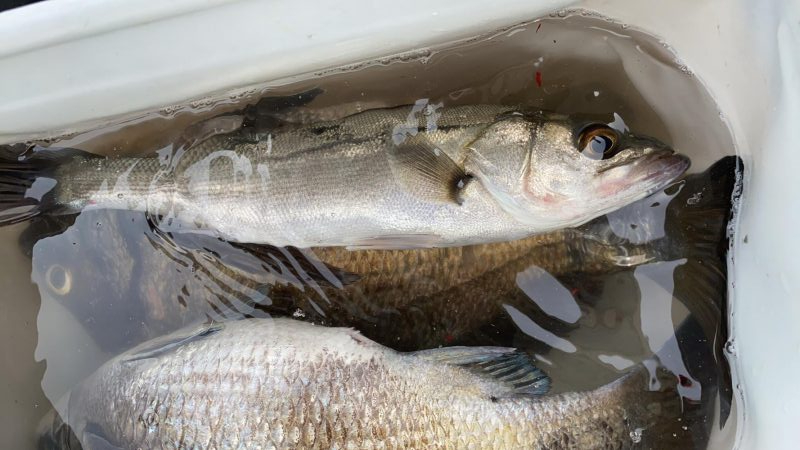 いっぱい釣れた