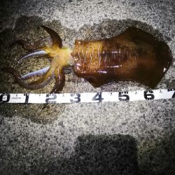 春アオリ3kgちょい足らず