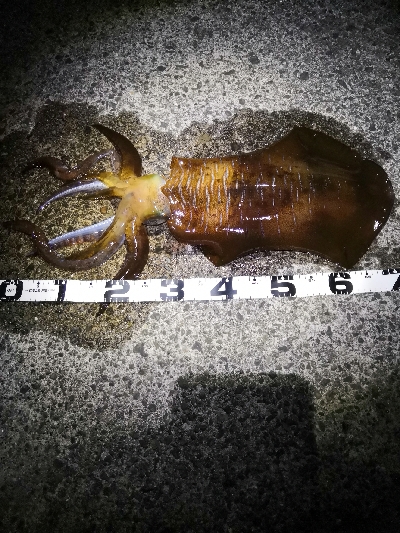 春アオリ3kgちょい足らず